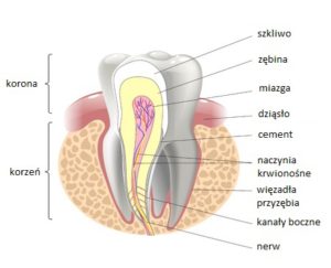 demed,budowa zęba,leczenie kanałowe